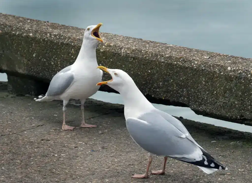 Herring Gulls Calling