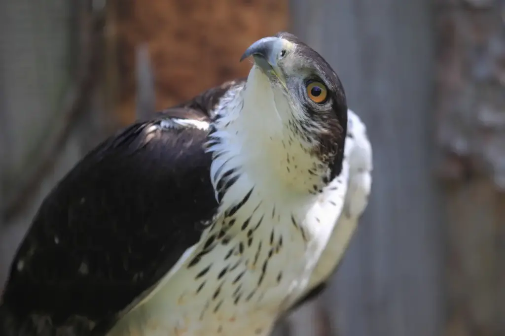 African Hawk Eagle Hieraaetus 1280x853