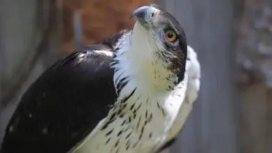 African Hawk Eagle Hieraaetus 1280x853