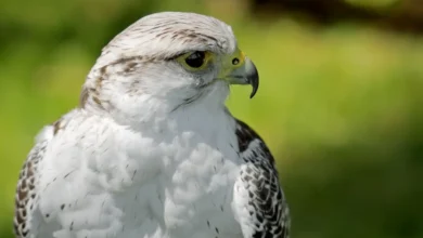 Close up Image of Hierofalcons