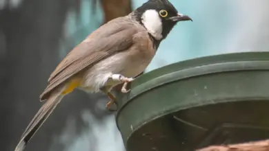 Himalayan Bulbul Perched On A Water Bucket