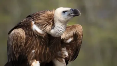 Closeup Image of Himalayan Griffon Vultures