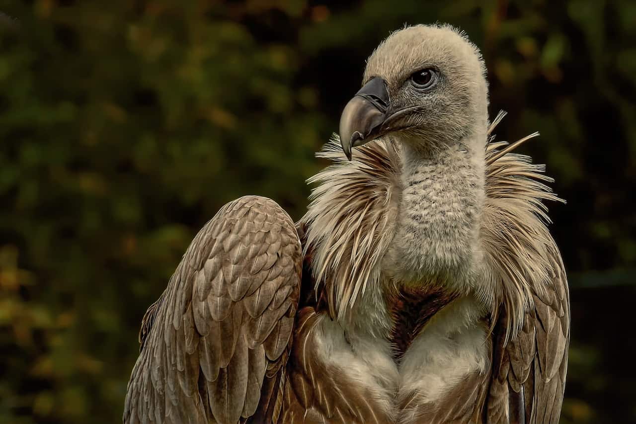 A Himalayan Griffon Vultures sitting on a branch in the forest.