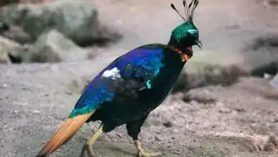 Himalayan Monal Pheasants