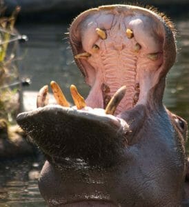 A Yawning Hippo