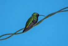 Hispaniolan Emeralds