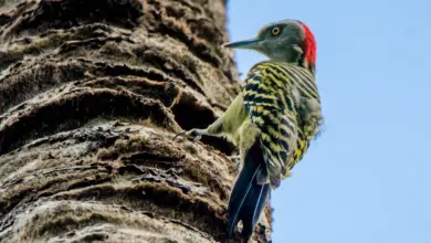 Hispaniolan Woodpeckers Perched on a Wood