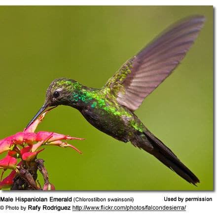 Male Hispaniolan Emerald (Chlorostilbon swainsonii)