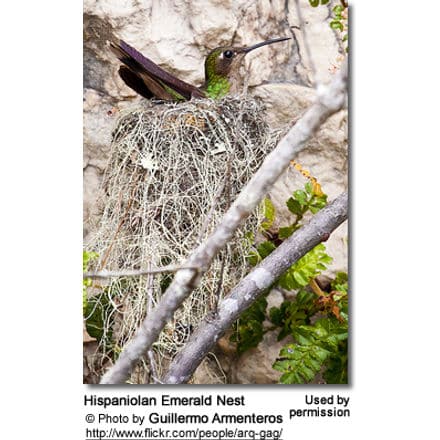Hispaniolan Emerald Nest