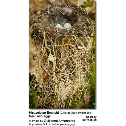 Hispaniolan Emerald (Chlorostilbon swainsonii) Nest with eggs