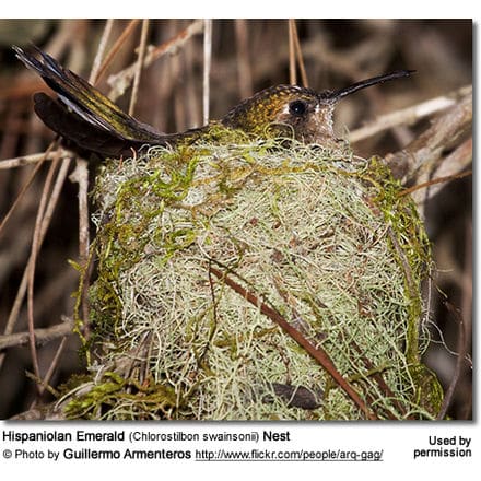Hispaniolan Emerald (Chlorostilbon swainsonii) Nest