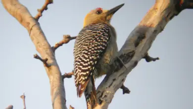 A Hoffman’s Woodpeckers Perched on Tree