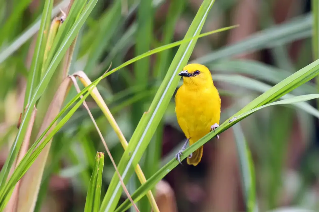 Holub's Golden Weavers Sitting on a Reed