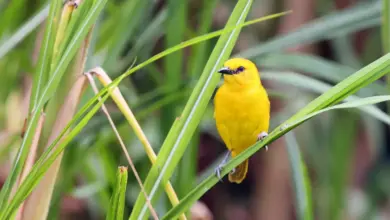 Holub's Golden Weavers Sitting on a Reed