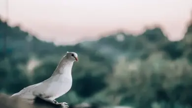 The Homing Pigeons Sat In A Good View