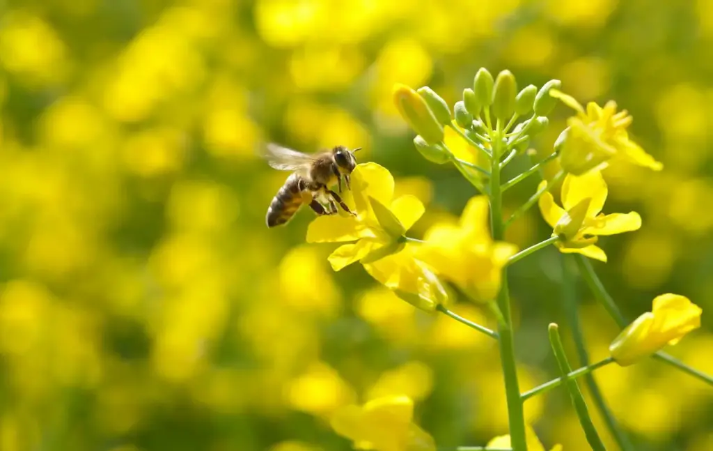 Honey Bee Landing On A Flower