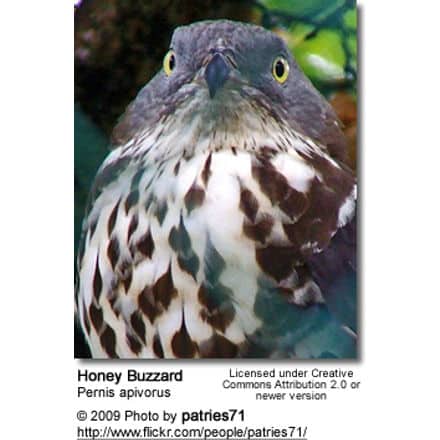 Close-up image of a honey buzzard (Pernis apivorus) with yellow eyes and a distinct pattern of brown and white feathers on its chest. Interestingly, both the honey buzzard and Sumatran Ground Cuckoos share unique feather patterns. The image includes licensing information and credits the photographer, patries71, along with a Flickr link.