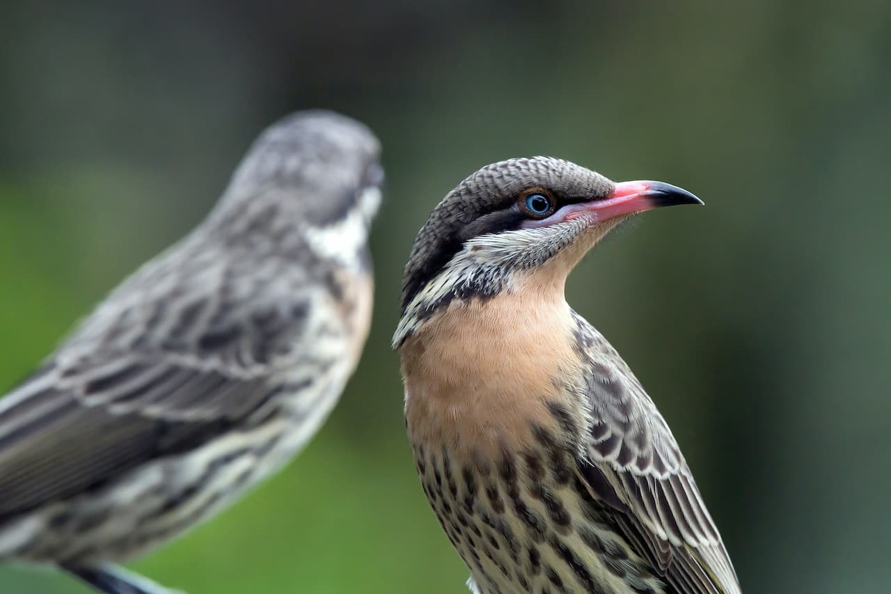 A pair of Spiny-cheeked Honeyeaters