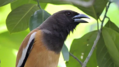 Hooded Pitohui