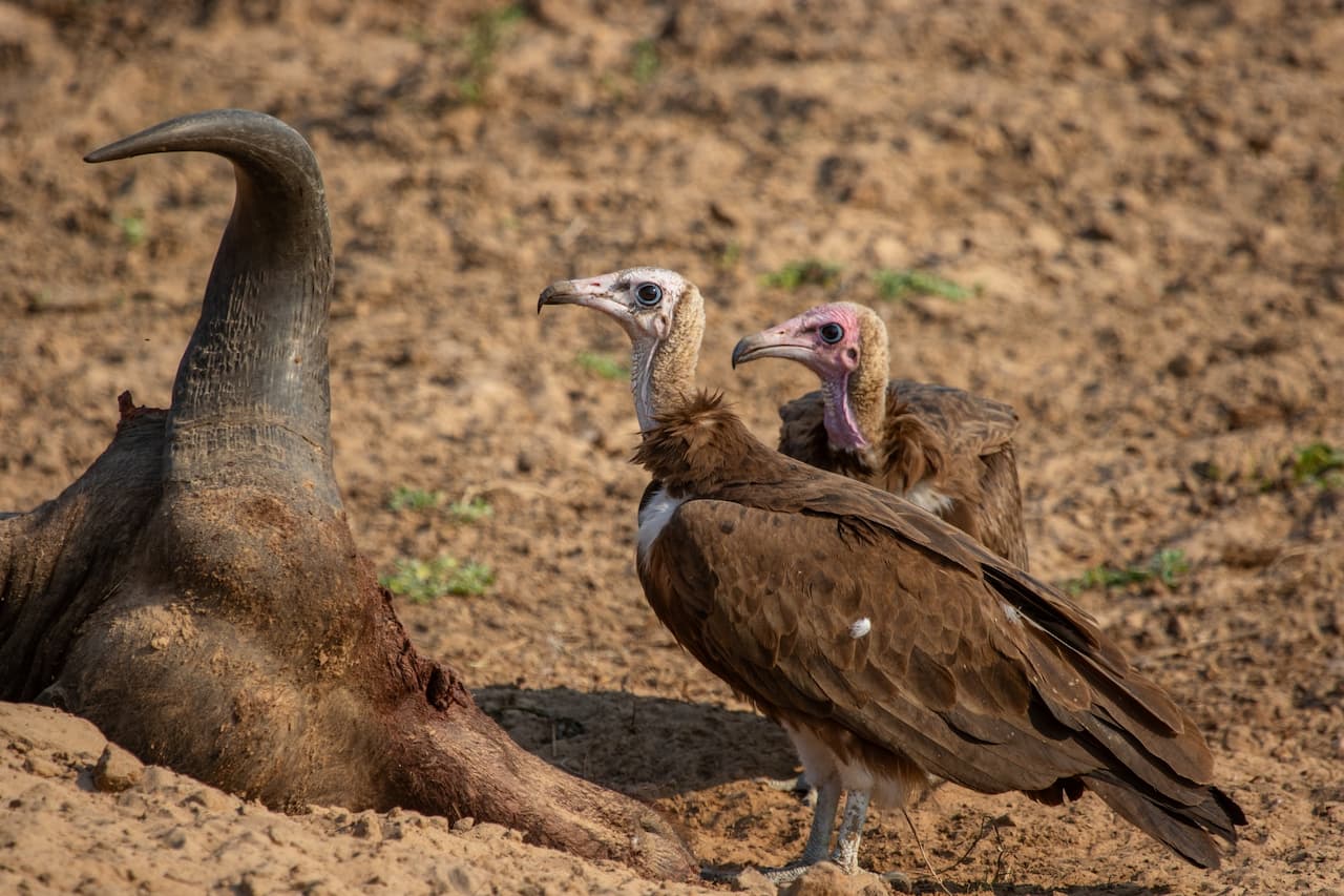 The Two Hooded Vultures Wait At The Carcass Of A Buffalo