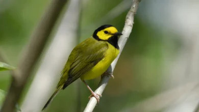Hooded Warblers Resting on a Tree Branch