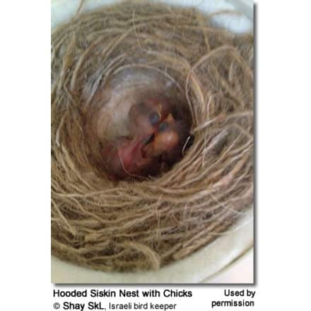 Hooded Siskin Nest with Chicks