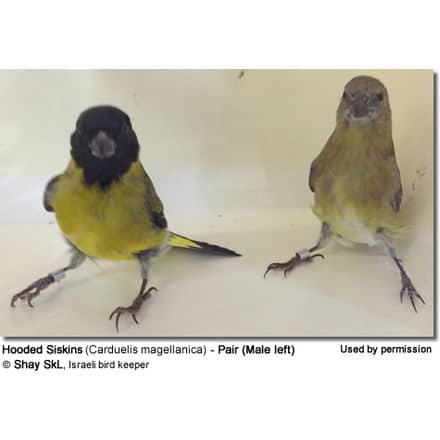 Hooded Siskins (Carduelis magellanica)