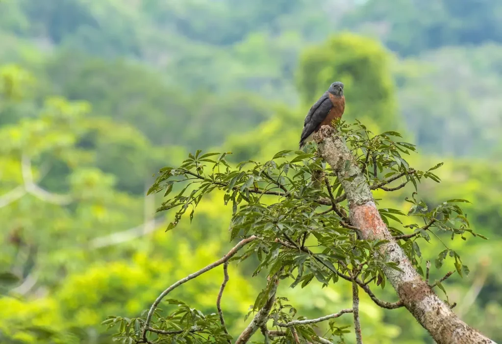 Hook-billed Kites