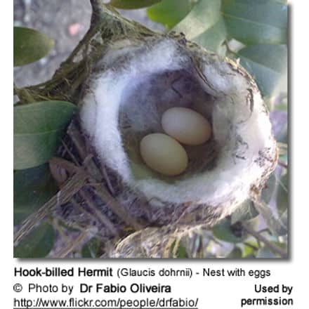 Hook-billed Hermit (Glaucis dohrnii) - Nest with eggs