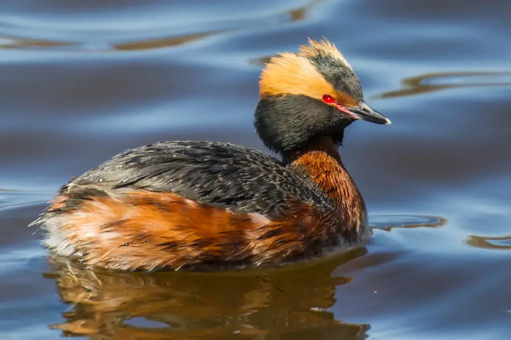 Horned Grebe on the Water 