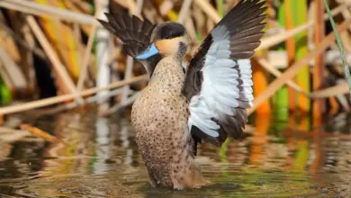 The Hottentot Teals Flapping its Wings