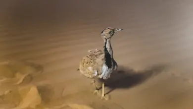 The Houbara Bustards Looking For Prey In The River
