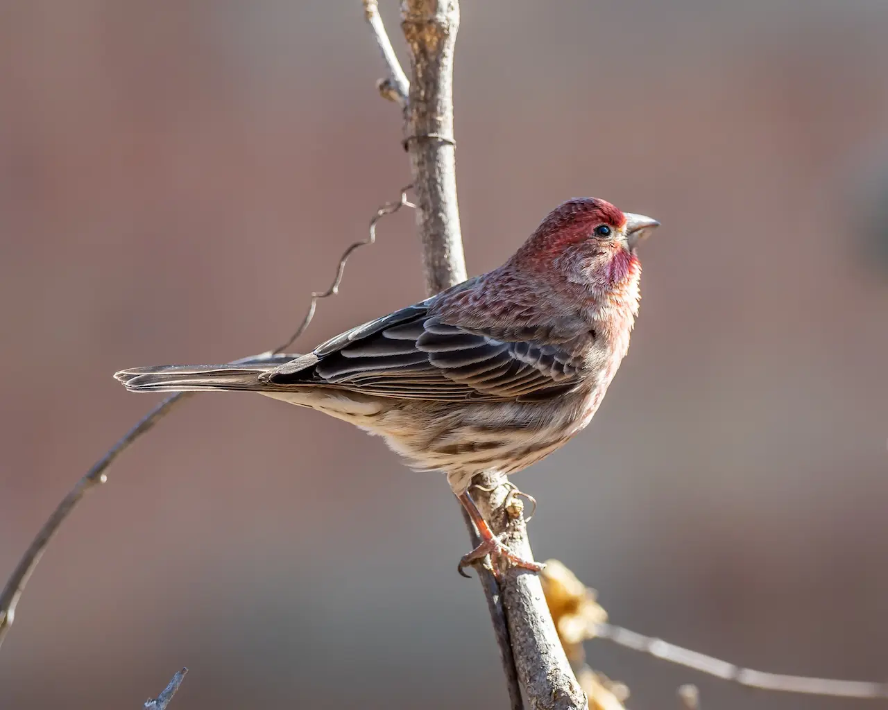 The House Finches Perched In A Branch