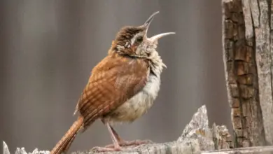 The House Wrens Making Noise