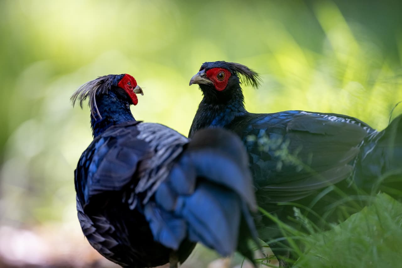 Two Housing Pheasants