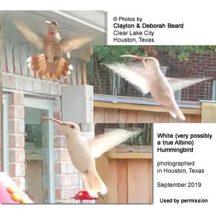 Houston Texas:  Albino Hummingbird sighting - September 2019