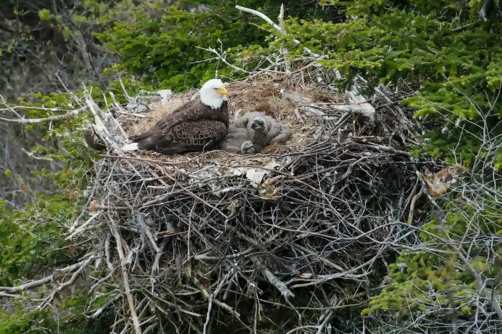 How Big Is A Bald Eagle Nest