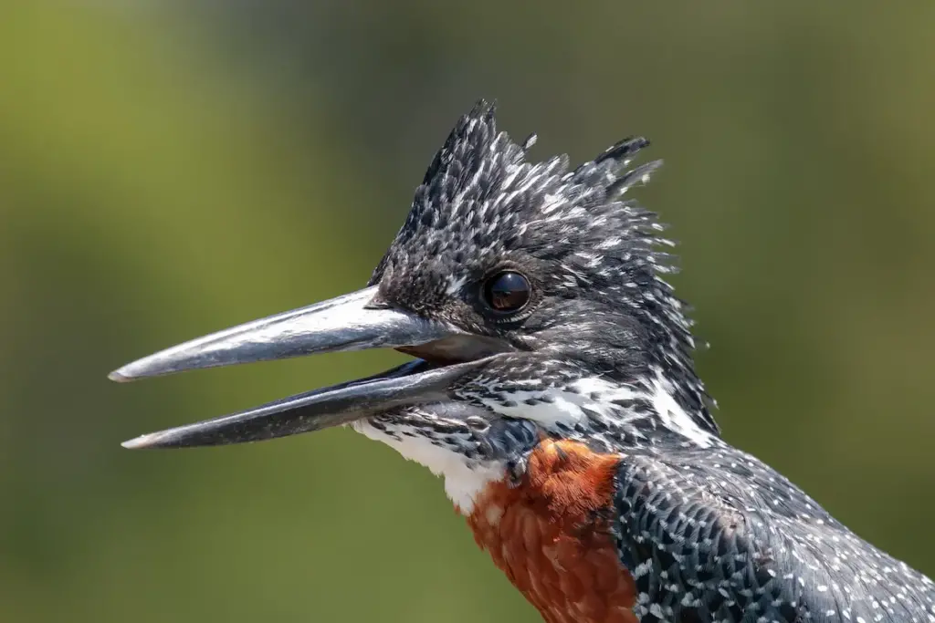 How Do Birds Ears Work Kingfisher Close Up