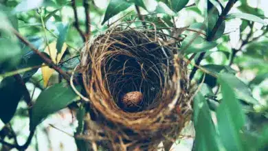 How Do Birds Protect Their Nests From Rain