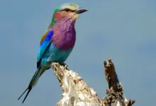 How Do Birds Regulate Body Temperature Lilac-breasted Roller