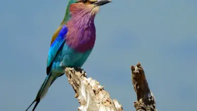 How Do Birds Regulate Body Temperature Lilac-breasted Roller