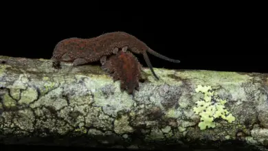 How Does the Velvet Worm Catch Its Prey