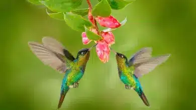 Two Hummingbird with Pink Flower How Long Do Hummingbirds Live