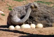 Female Ostrich With Its Eggs How Often Do Ostriches Lay Eggs?