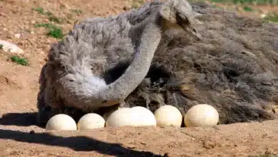 Female Ostrich With Its Eggs How Often Do Ostriches Lay Eggs?