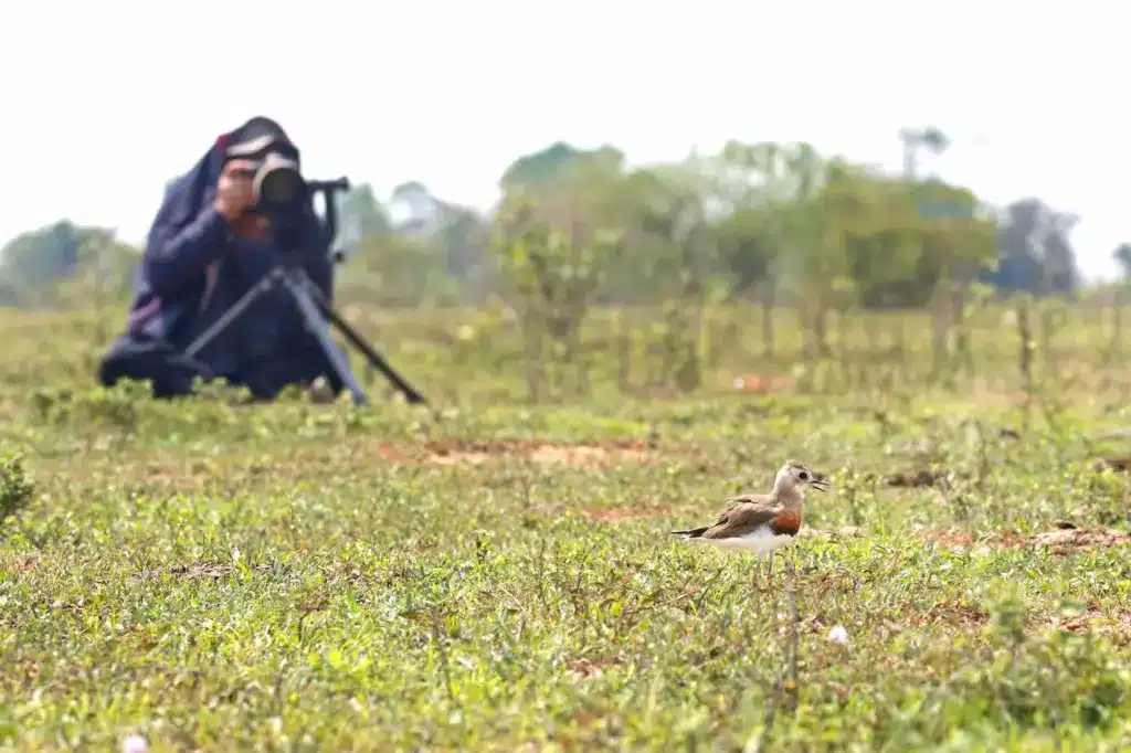 How To Photograph Birds