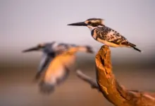 How To Photograph Birds Pied Kingfisher