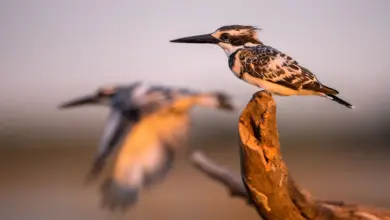 How To Photograph Birds Pied Kingfisher