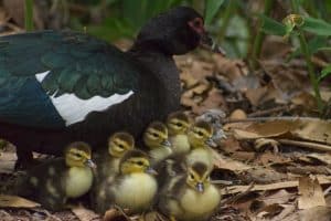 How to Care for Baby Muscovy Ducks