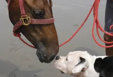 How to Nurture a Meaningful Bond Between Dogs and Horses